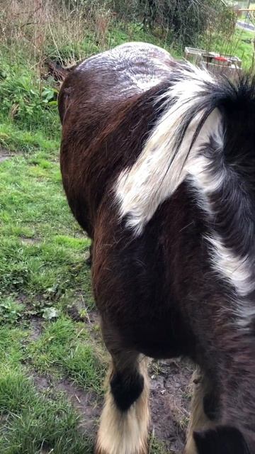 GYPSY COB NEEDS A TRIM🐴❤️#horse #horselover #animalshorts #equine смотреть онлайн