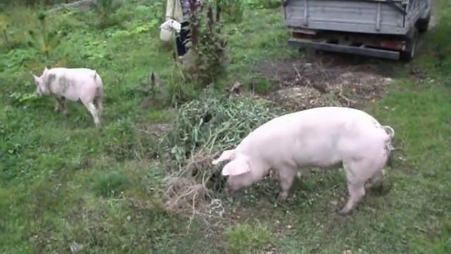 ЧЬИ ПОРОСЯТА???))))))