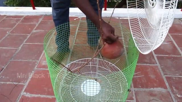 Rs. 70 செலவில் Fan மூடி வைத்து அழகான கூடு செய்யலாம்... Unique pigeon Gage from Fan moodi смотреть онлайн