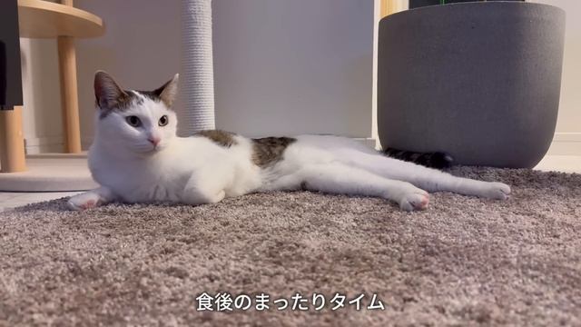 お弁当作りから始まる新学期｜キッチン換気扇掃除🫧｜ヘアケア購入品｜猫との暮らし🐱【主婦vlog】 смотреть онлайн