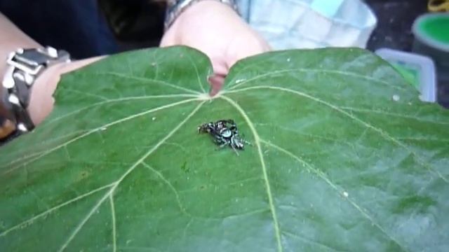Fighting Spiders: Ah Gim vs Ah Seng (1) смотреть онлайн