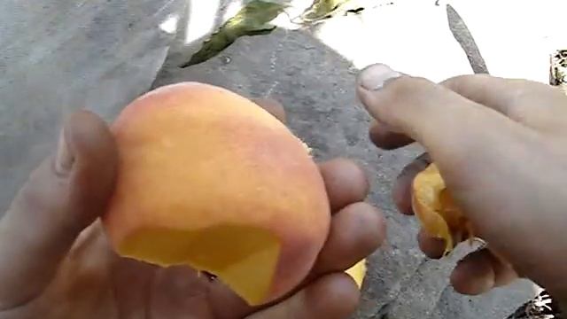 Сорт персика Еллоу Пич (Yellow Peach) 2015