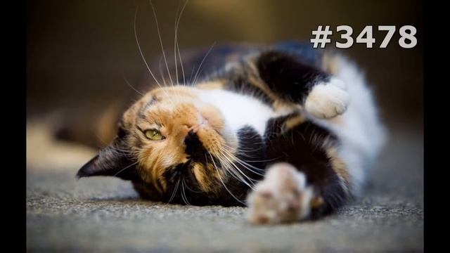 #3478. Коты (В мире животных) смотреть онлайн