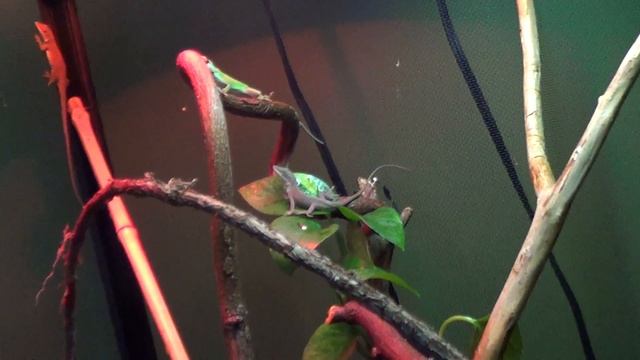 Repticon Pickup: Green Anole (Huge Planted Vivarium) смотреть онлайн