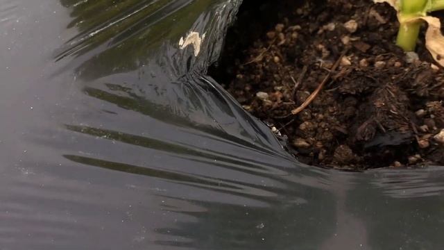 ネキリムシの被害継続2021年4月14日 смотреть онлайн