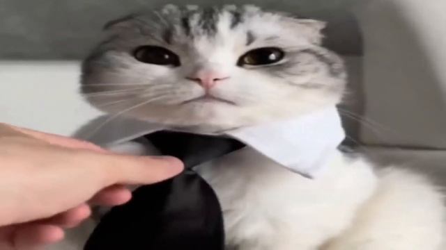 мне просто очень понравилась эта часть видео про комару смотреть онлайн