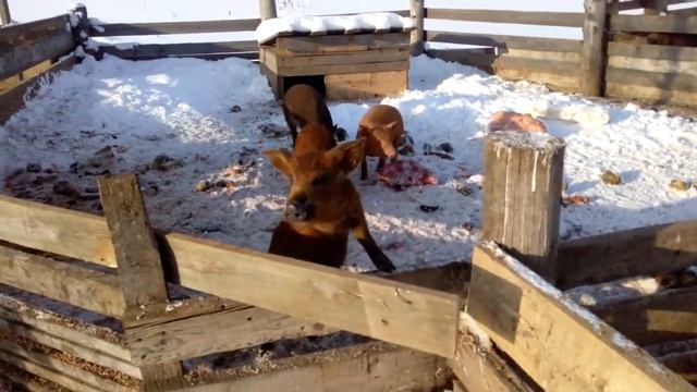 Поросята зимой смотреть онлайн