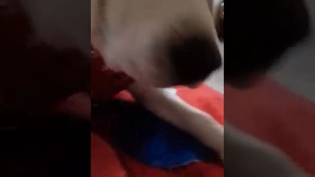 5 фактов об моей собаке💋 смотреть онлайн