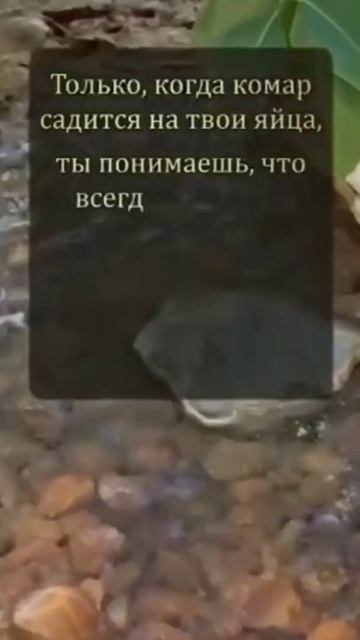 Они есть не у всех #самосохранение #самобичевание #политика #добро #зло #земля #небо #стальныеяйца смотреть онлайн