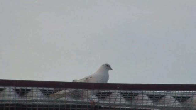 а погоды все нет смотреть онлайн