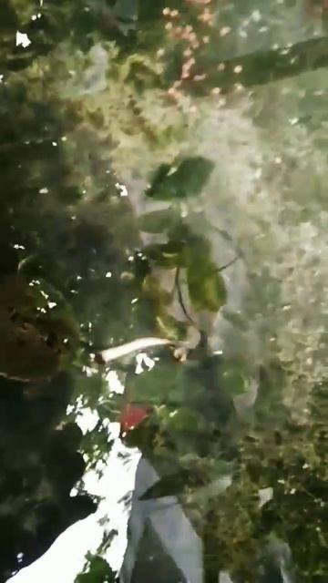 Turtle eating together at mini pond // The Turtles смотреть онлайн