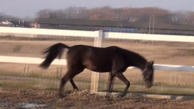 Джахар (видео от 06.11.18) смотреть онлайн