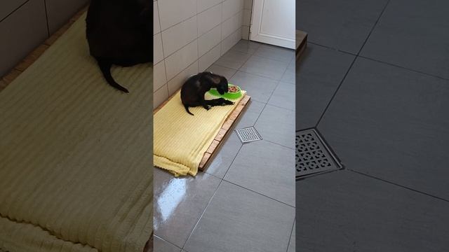 Тбилиси 🇬🇪 Грузия Приют Тамаза Элизбарашвили 🐕💌🍀🙏