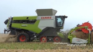 Claas Lexion 8800 in the field Harvesting Canola | Danish Canola Harvest Season 2022