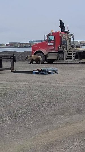 Водителя грузовика преследует медведь