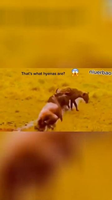 Hyenas vs Wildebeets смотреть онлайн