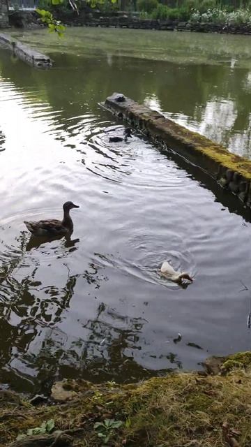 #дендрарий #сочи Дендрарий Сочи смотреть онлайн