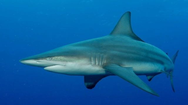 19th Annual IOFF Panel: Coexistence: Communication and Understanding Sharks смотреть онлайн