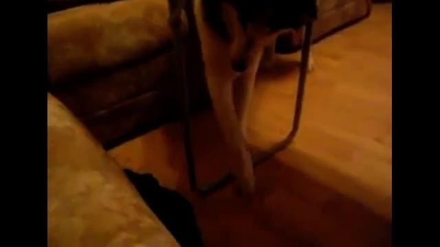 Кошка против собаки смотреть онлайн