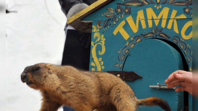 День бабака смотреть онлайн