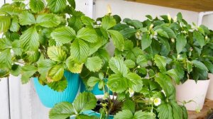 Огород на балконе в начале октября: холод урожаю не помеха