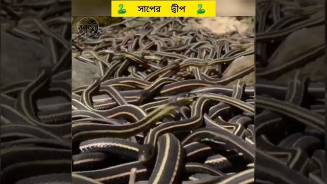 সাপের দ্বীপ / snake Island | @kahini কাহিনী смотреть онлайн