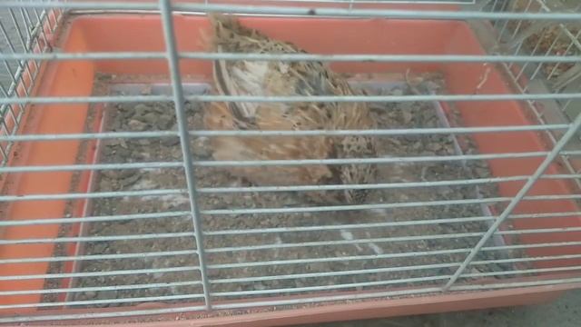 ОВОЗИ БЕДОНА смотреть онлайн