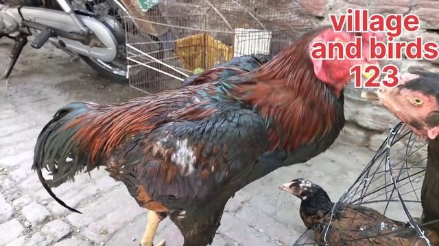 Thai murga Shamo lakha mianwali aseel java murga aseelmurgi Lahore lari adda murgi mandi market 202 смотреть онлайн