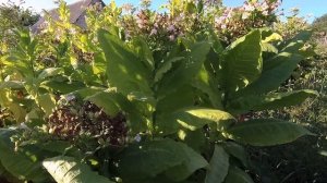 Спелость листа кumanovo