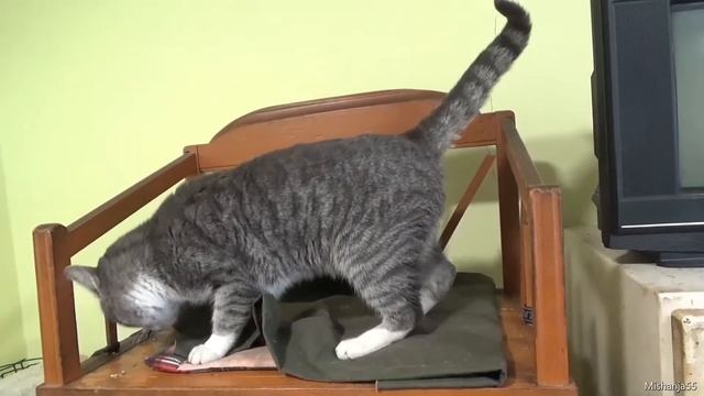Наши животные ч.2 смотреть онлайн