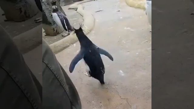 Как надо радоваться лету ) смотреть онлайн