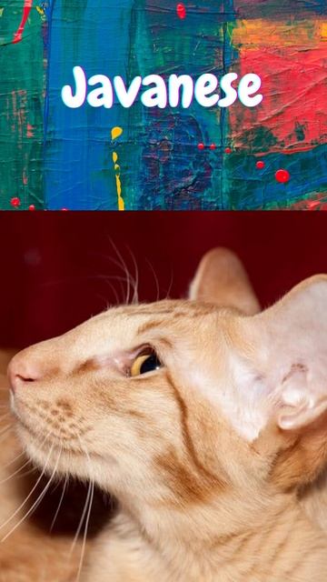 The 9 BEST "Hypoallergenic" Cats #shorts - 9 Hypoallergenic Cats for People with Allergies смотреть онлайн