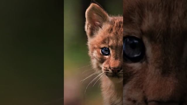 Lynx rufus смотреть онлайн