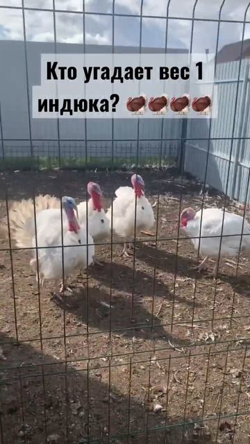 Индюки тяжеловесы смотреть онлайн