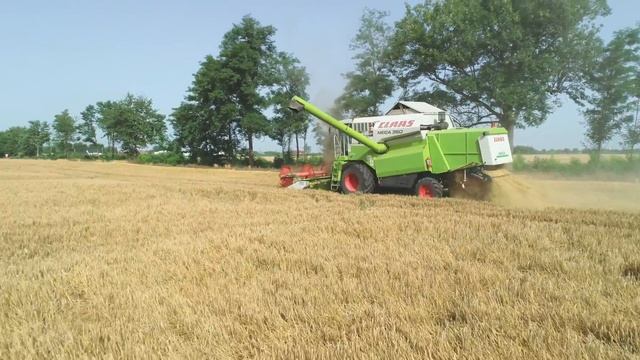 CLAAS MEGA 360 Wheat harvest смотреть онлайн