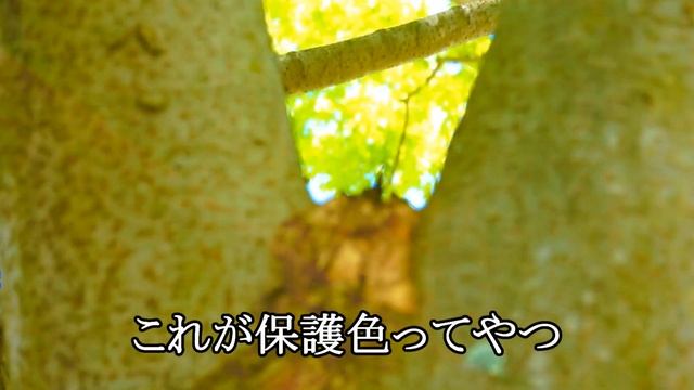 【動画日記】ミノムシってこーなってるのか！~春の一日~ смотреть онлайн