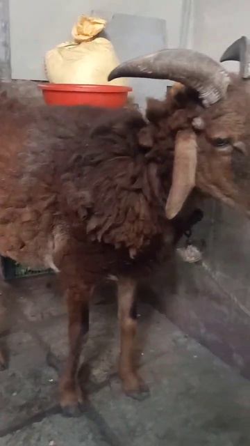 Male sheep #youtube #viral #youtubeshorts #trending смотреть онлайн