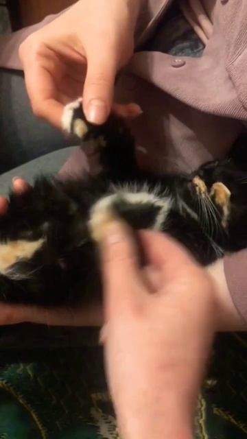 Мой хозяин идиот #забавныекошки смешные коты с озвучкой смотреть онлайн