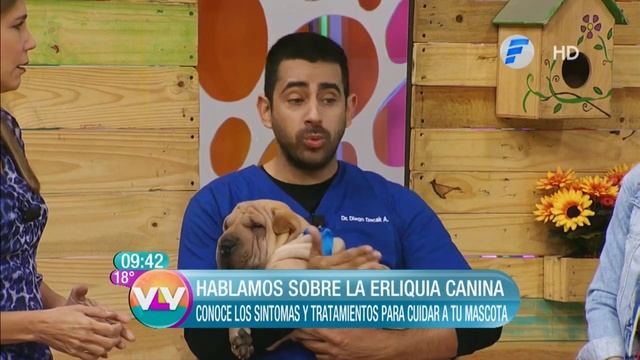 Hablamos sobre la Erliquia Canina en VLV смотреть онлайн