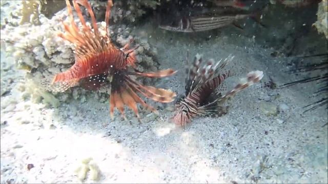 Jaz Lamaya resort, Marsa Alam, Egypt - Amazing Lionfish closeup смотреть онлайн