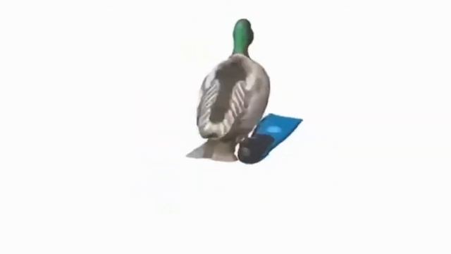 Утка флексит mp4 смотреть онлайн