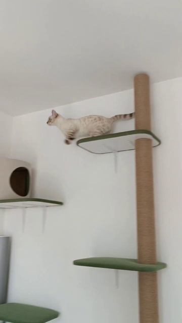 Комплексы для кошек от мастерской "7 КОТОВ" (@7kotov_) смотреть онлайн