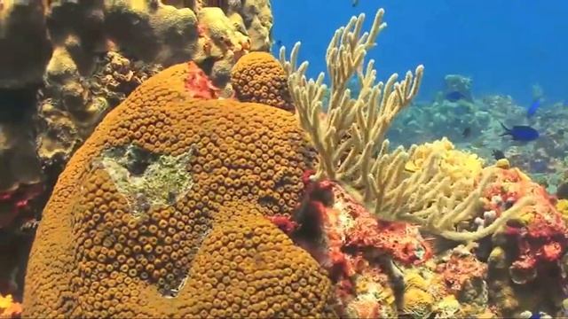 Threat of Earth's Ecosystems | Climate Change смотреть онлайн