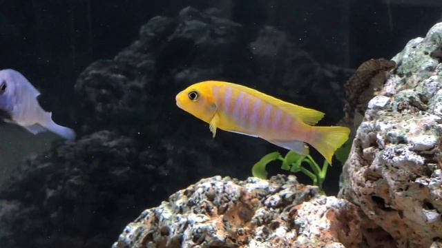 metriaclima hajomaylandi chizumulu смотреть онлайн