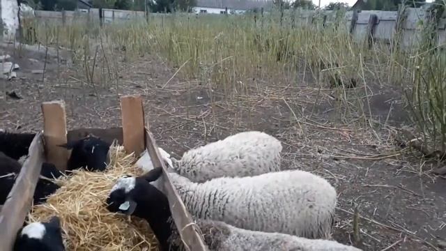 МЕНЯ ПРЕСЛЕДУЕТ ОВЦА😁 смотреть онлайн