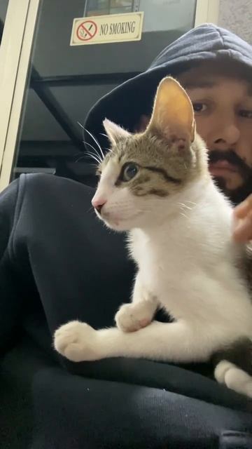 Look at the ears 👂 of this cat #shorts смотреть онлайн