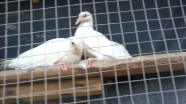 Белая почта смотреть онлайн