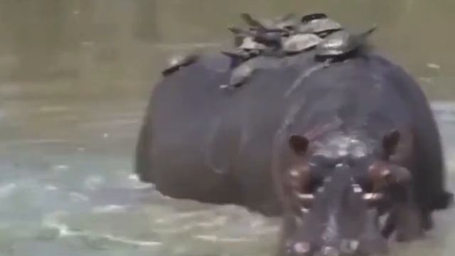 Черепаший аттракцион смотреть онлайн