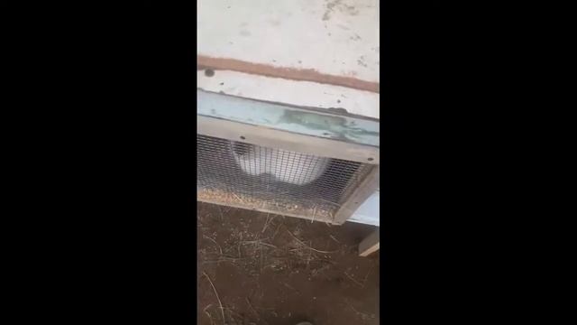 #|Vlog|Моё утро с кроликами смотреть онлайн