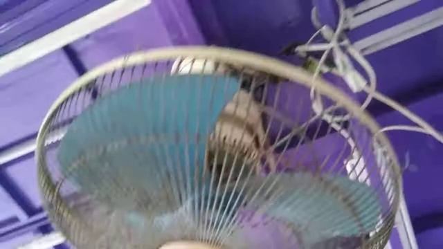 KDK Orbit Ceiling Fan By Shop